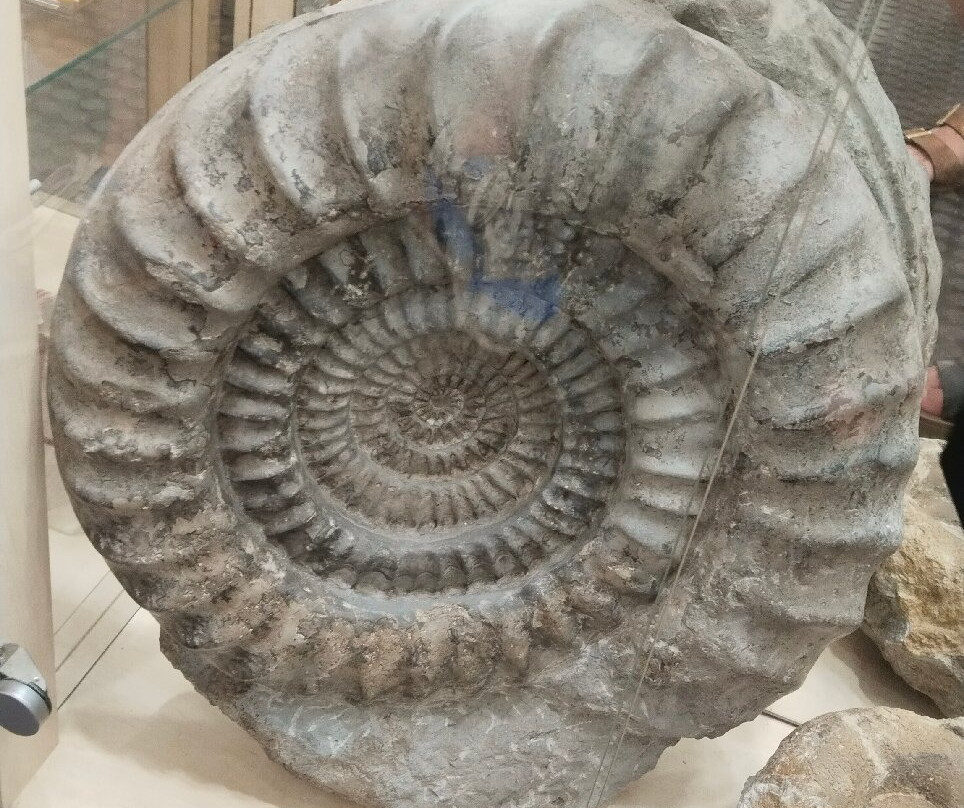 Museum du Coquillage-莱萨布勒多洛讷必去景点