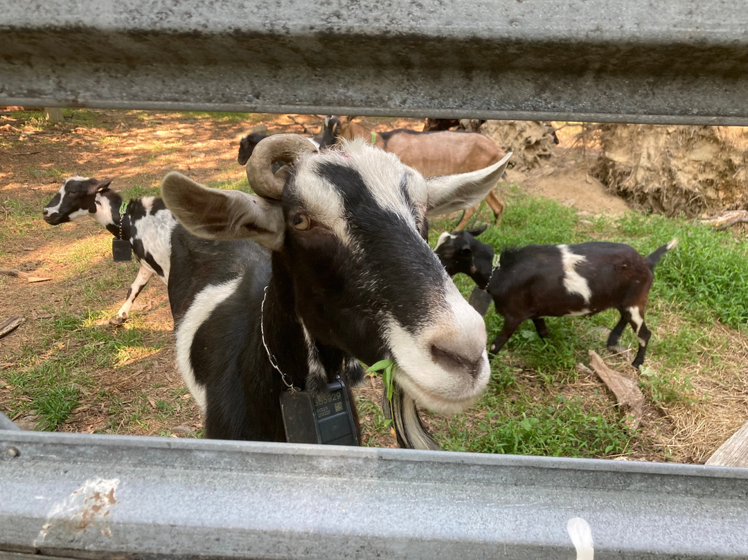 Gorgeous Goat Creamery-Stockton必去景点
