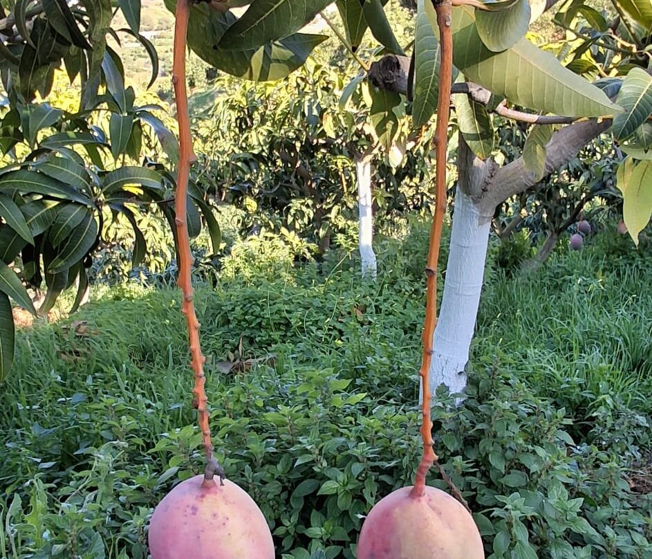 Finca El Pinero-阿尔穆涅卡尔必去景点