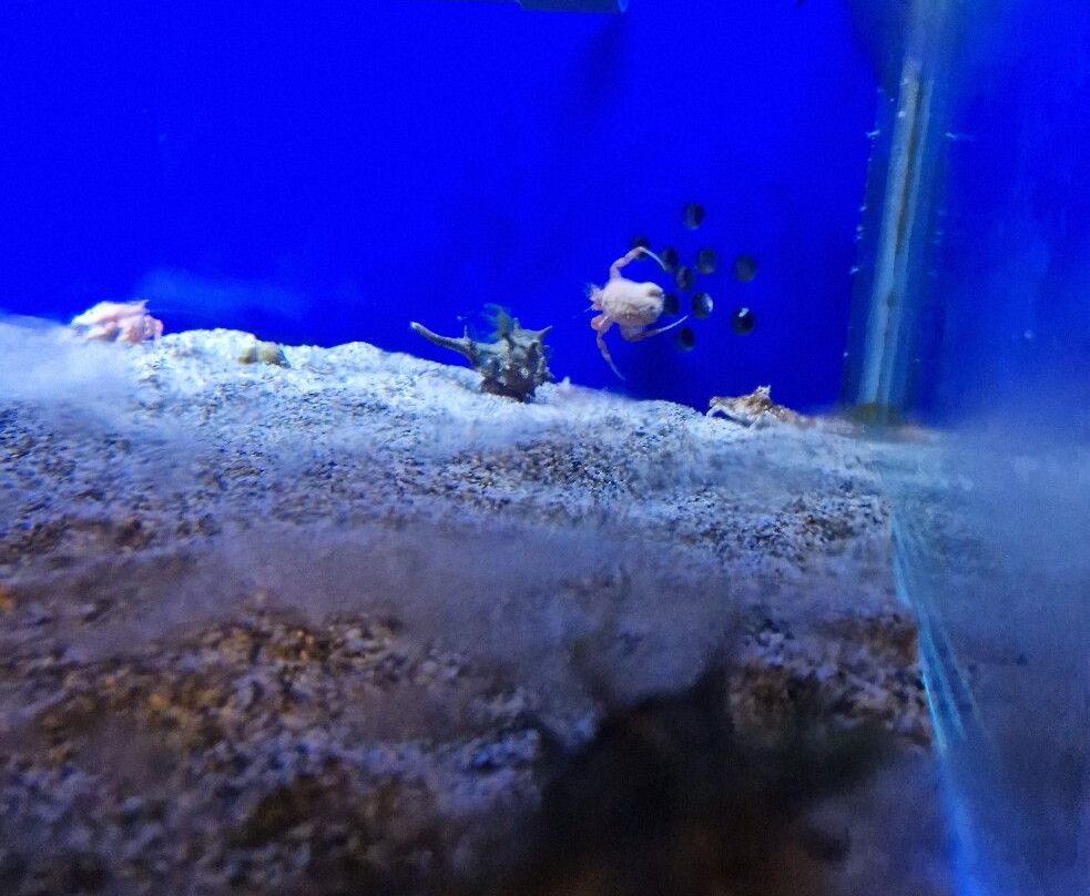 Biodiversarium-Banyuls-sur-mer必去景点