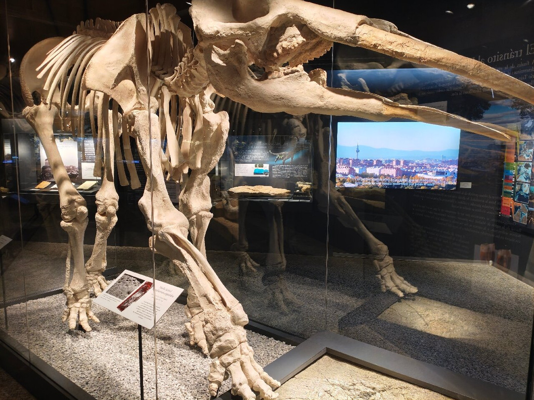 Museo Arqueológico y Paleontológico-阿尔卡拉-德-哈纳雷斯必去景点