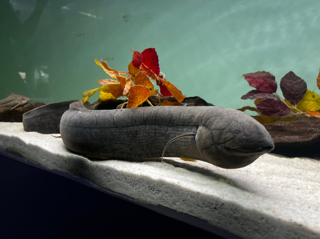 Aquarium Of The Amazon