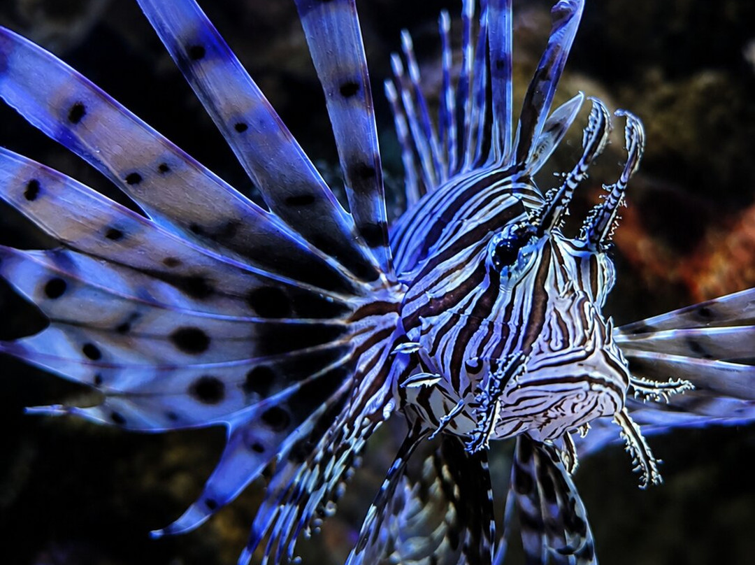 Ubatuba Aquarium-乌巴图巴必去景点