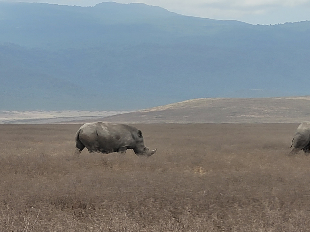 African Scenic Safaris-莫西必去景点