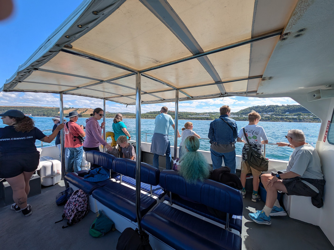 Dolphin Survey Boat Trips-纽基必去景点