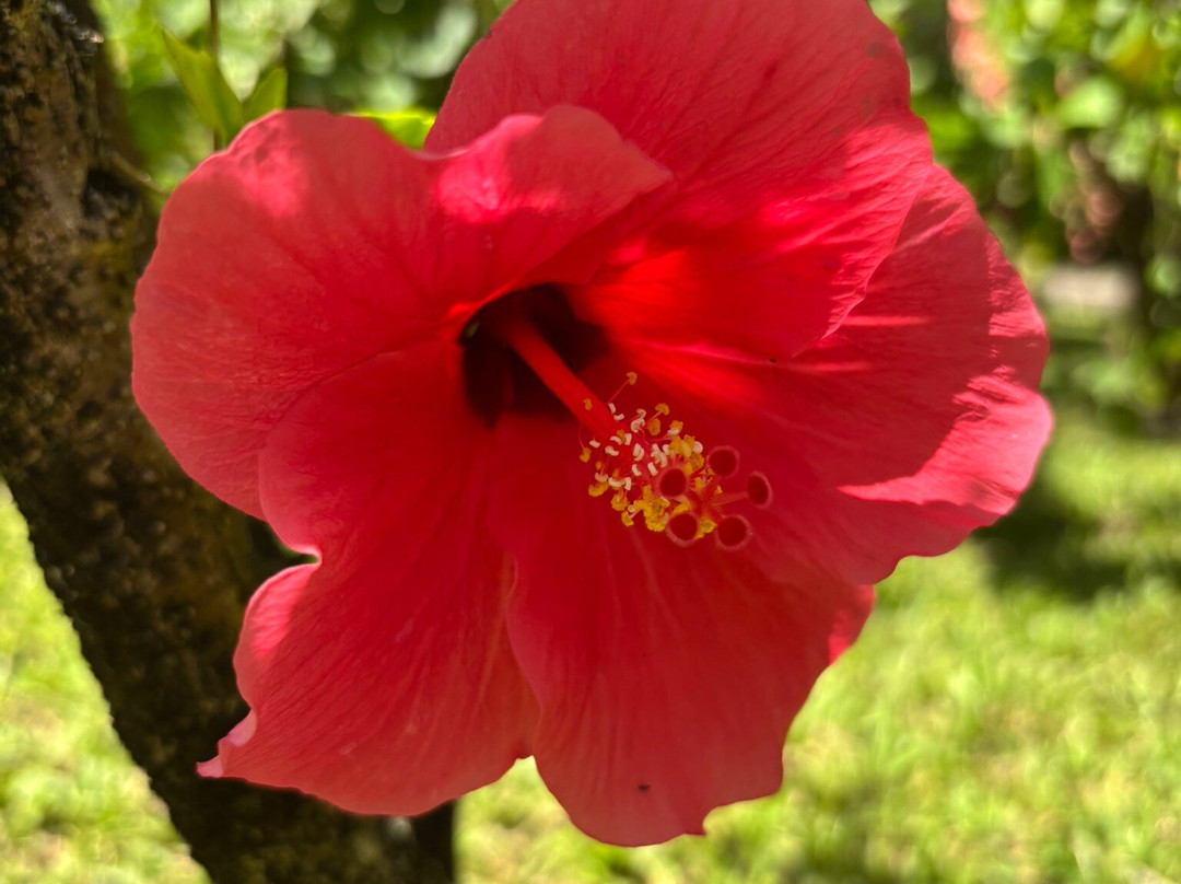 Jardin Botanique de Deshaies-Deshaies必去景点