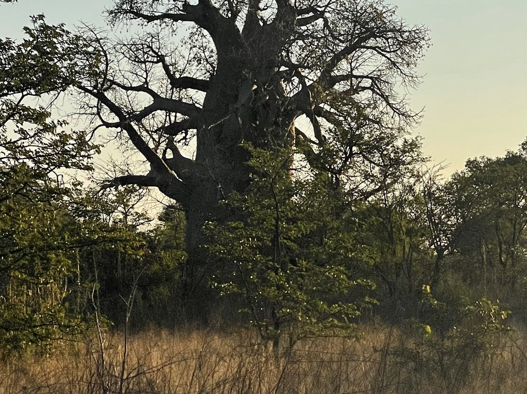 Planet Baobab-Gweta必去景点