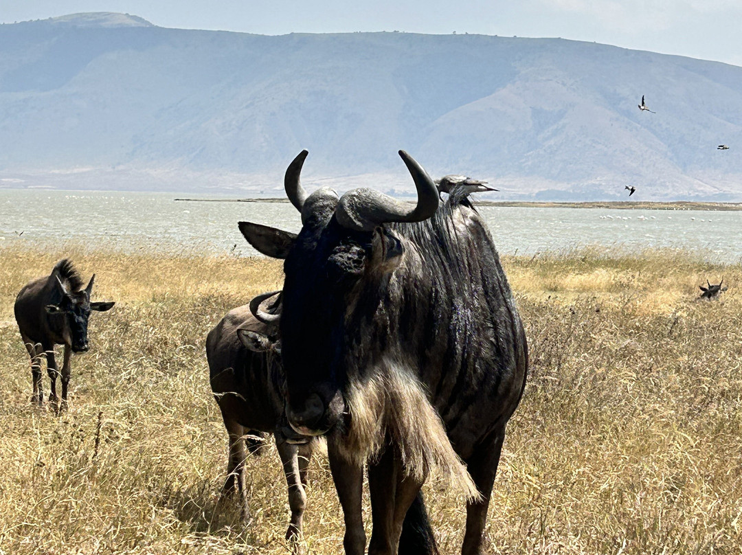Nature Responsible Safari-阿鲁沙必去景点