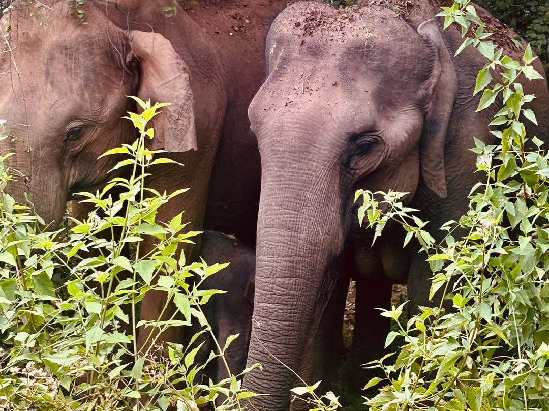 Hashkora Safari Udawalawe-乌达瓦拉瓦必去景点