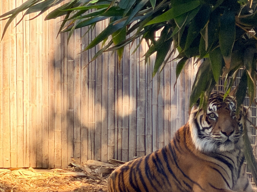 Sydney Zoo-布莱克敦必去景点