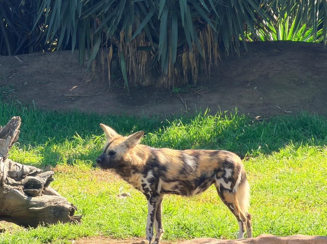 Sydney Zoo-布莱克敦必去景点