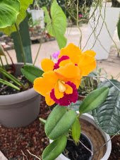 Jardin Botanico Lankester-Cartago必去景点