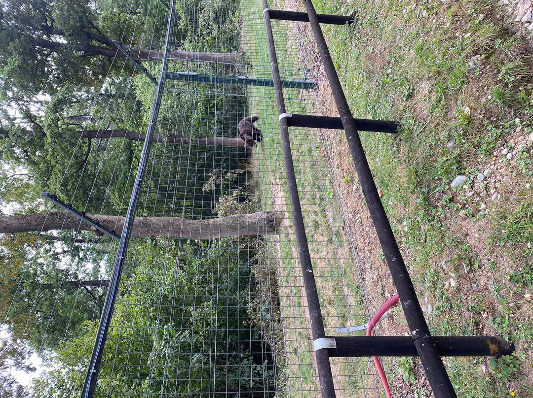 Libearty Bear Sanctuary Zarnesti-Zarnesti必去景点