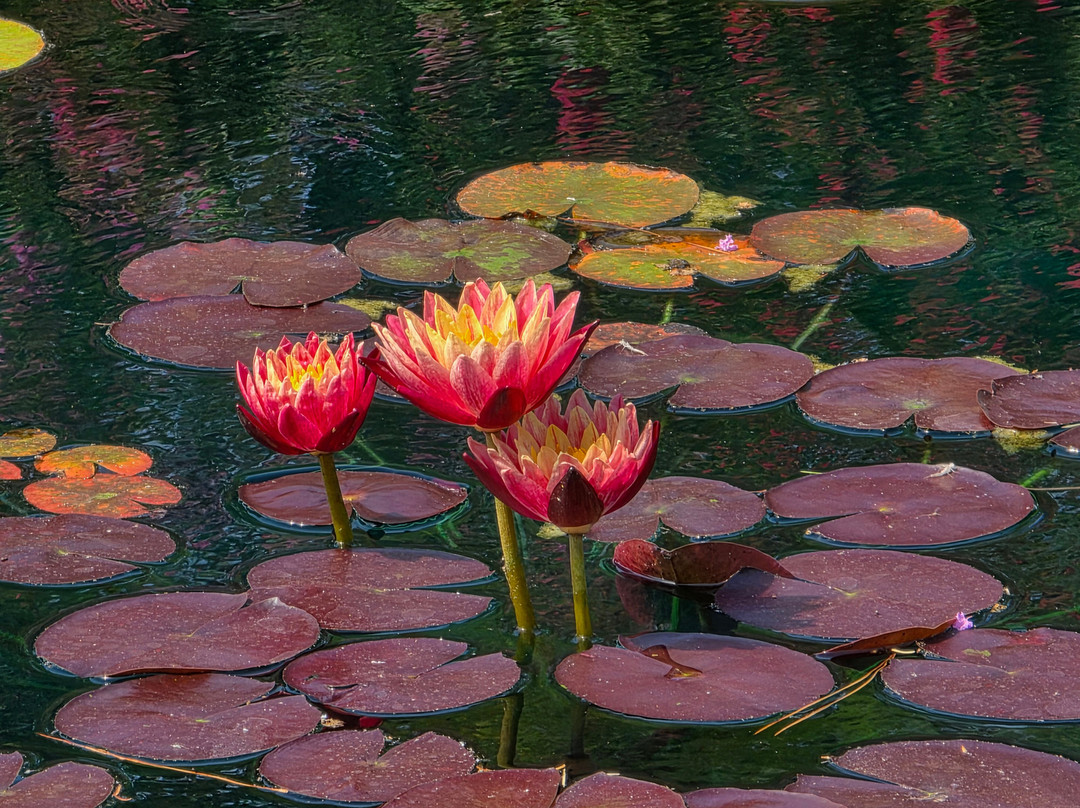 Parco Giardino Sigurtà-明乔河畔瓦莱焦必去景点