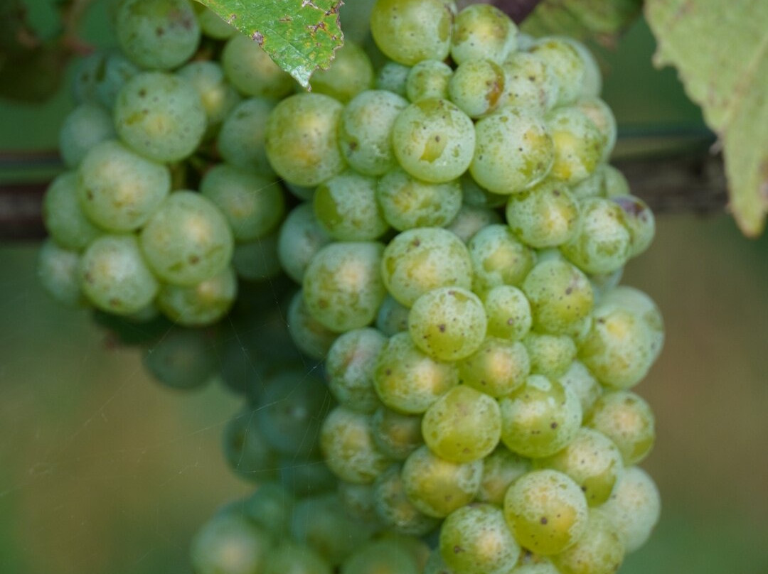 Hinterbrook Winery-滨湖尼亚加拉必去景点