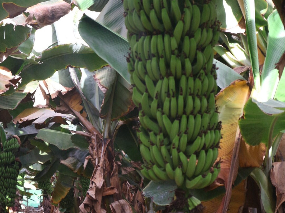 Finca Las Margaritas Banana Experience-拉斯加勒塔斯必去景点