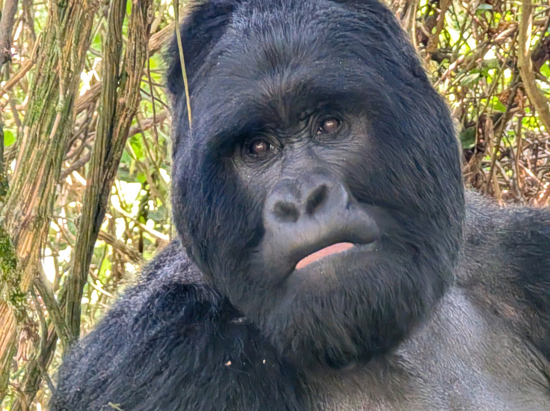 Mukiza Gorilla Expeditions-Kanungu必去景点