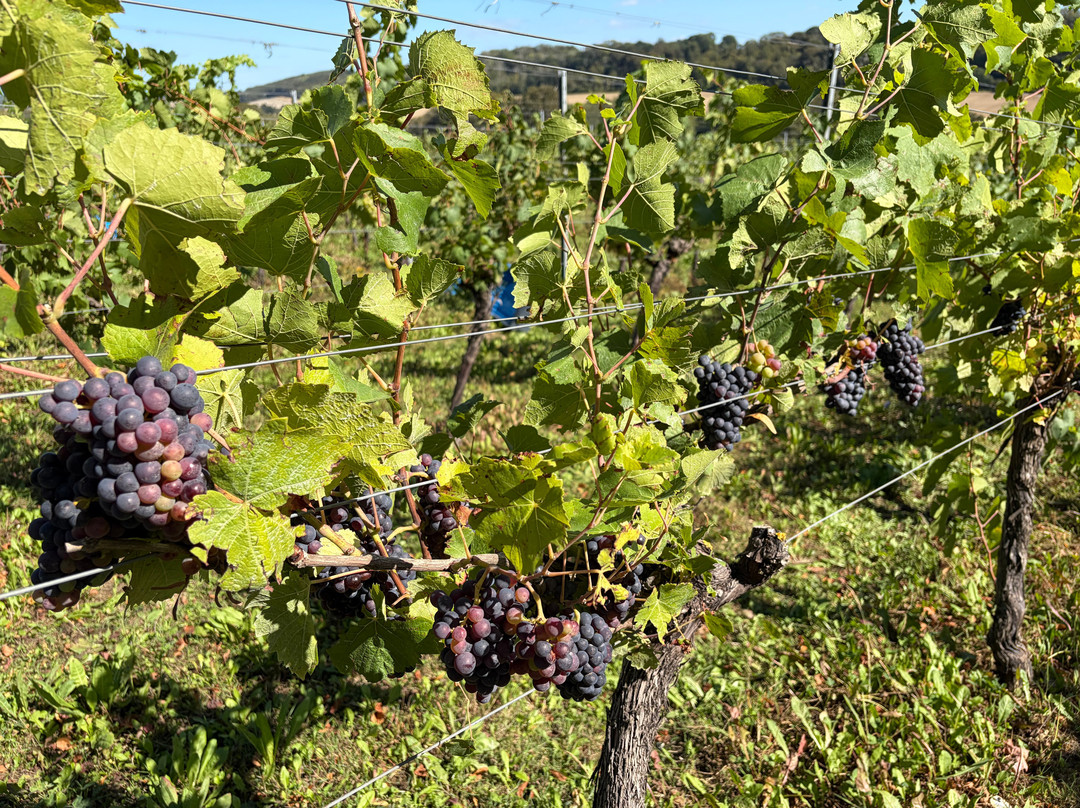 Hambledon Wine Estate-Hambledon必去景点