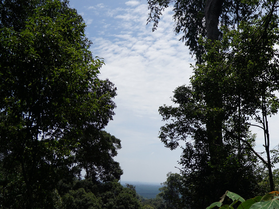 Sumatra Orangutan Explore-武吉拉旺必去景点