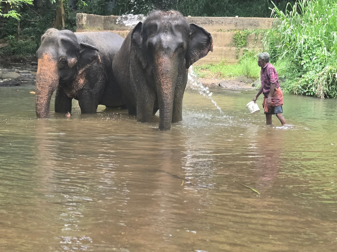 Elephant Freedom Project-凯格勒 必去景点