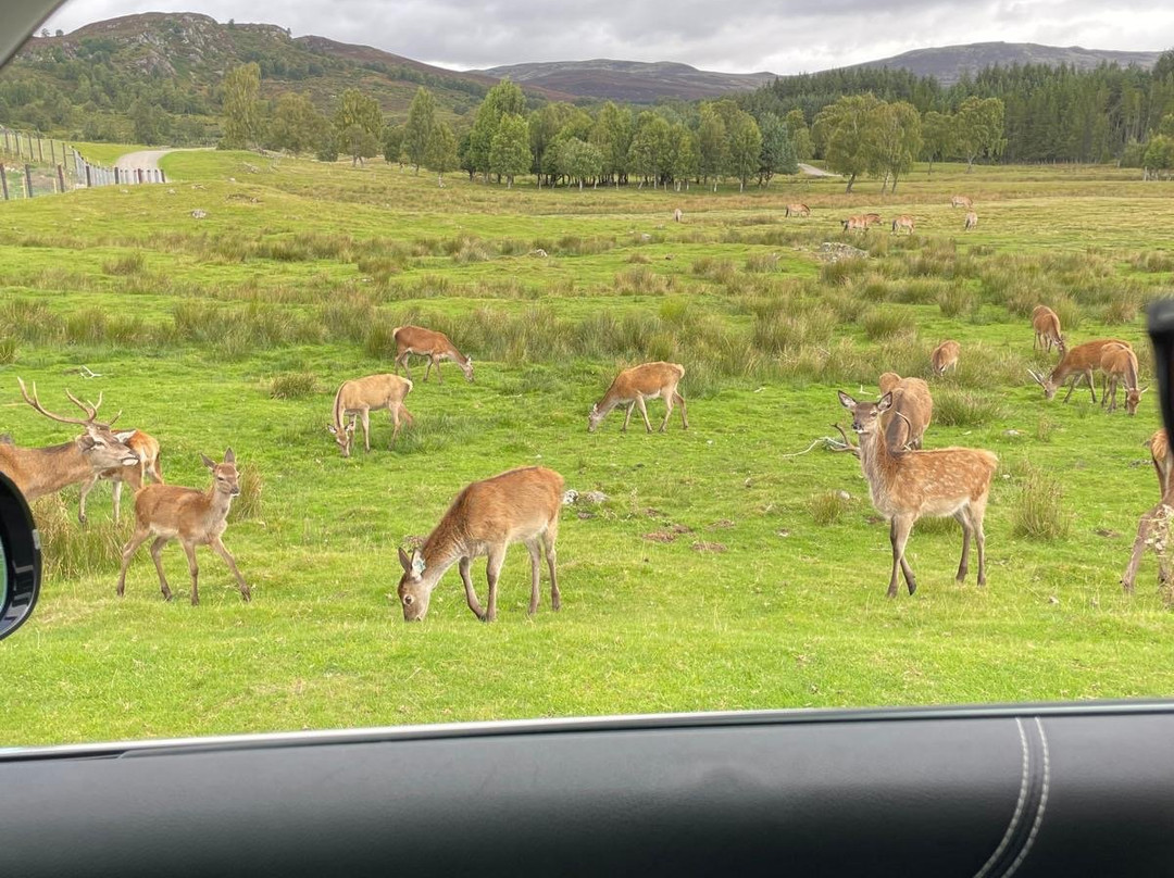 Highland Wildlife Park-Kincraig必去景点