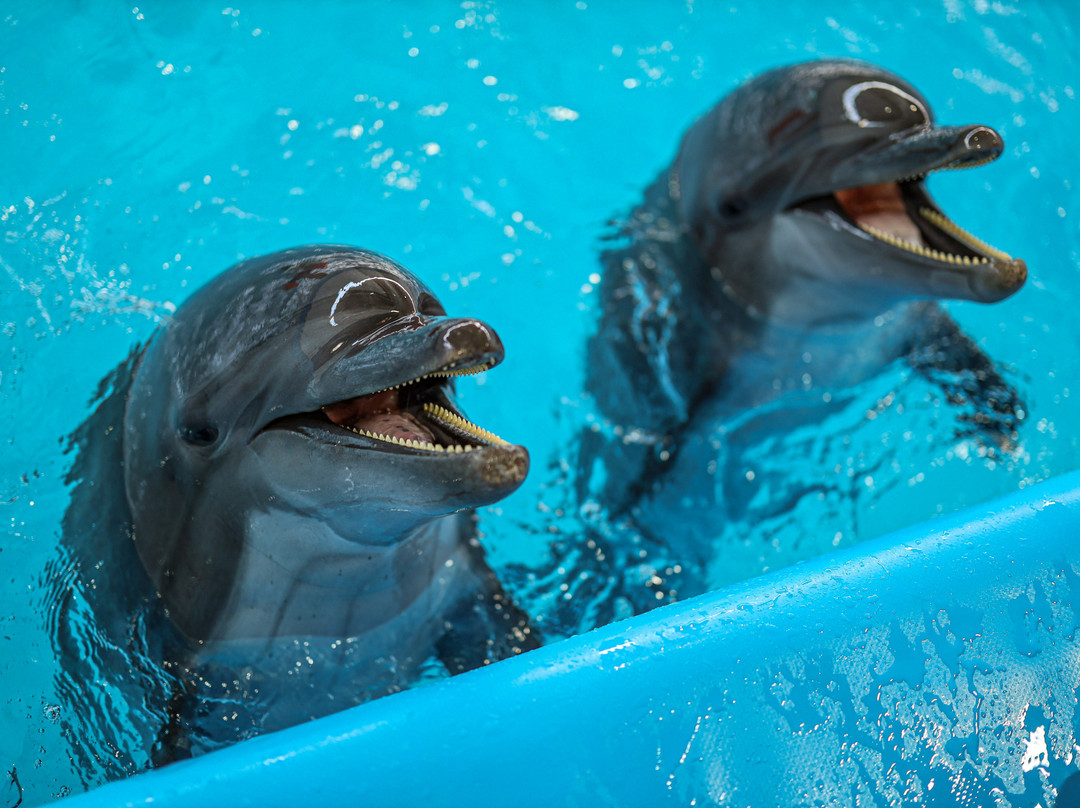 Pattaya Dolphinarium-芭堤雅必去景点
