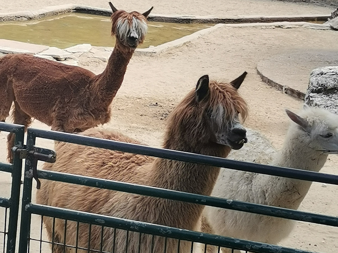 Zoo de La Palmyre-La Palmyre-Les Mathes必去景点
