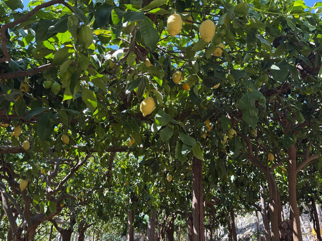 Agricola Ruocco's