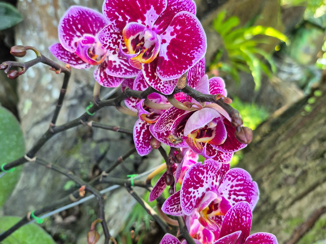 Kemenuh Butterfly Park-Kemenuh必去景点
