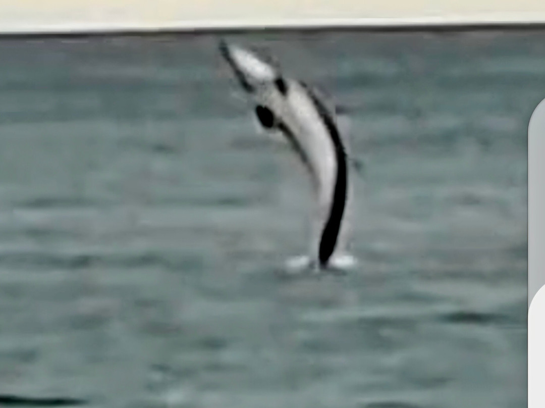 Dolphin Spotting Boat Trips (by New Quay Boat Trips)-纽基必去景点