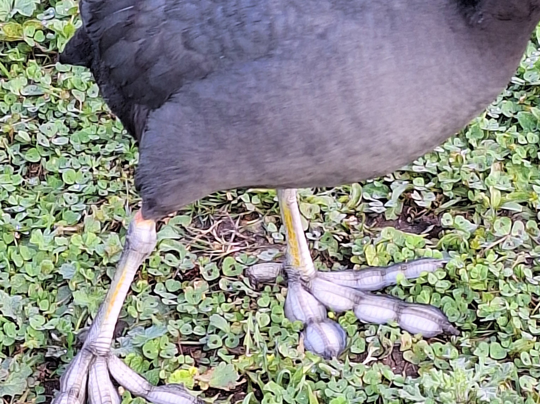 Walthamstow Wetlands-伦敦必去景点
