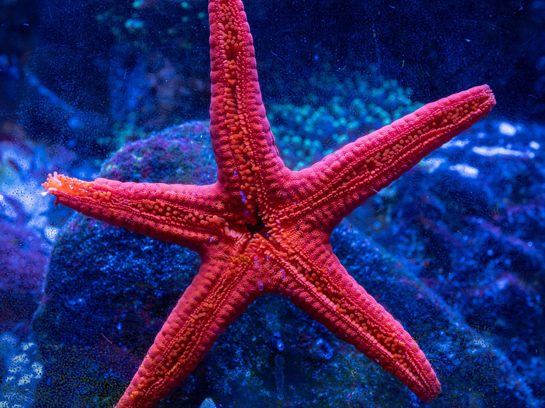 Deep Blue Aquarium Tour