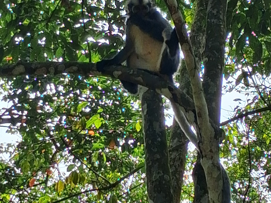 Sumatra Orangutan Explore-武吉拉旺必去景点