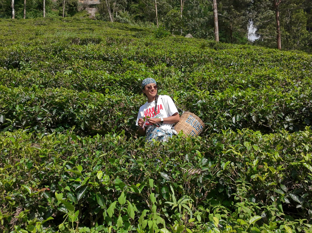 Blue Field Tea Factory-拉马伯达必去景点