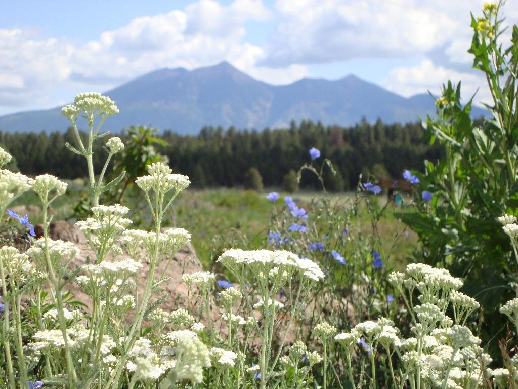 The Arboretum at Flagstaff景点图片