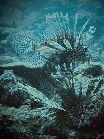 Diving Yucatan-Mahahual必去景点