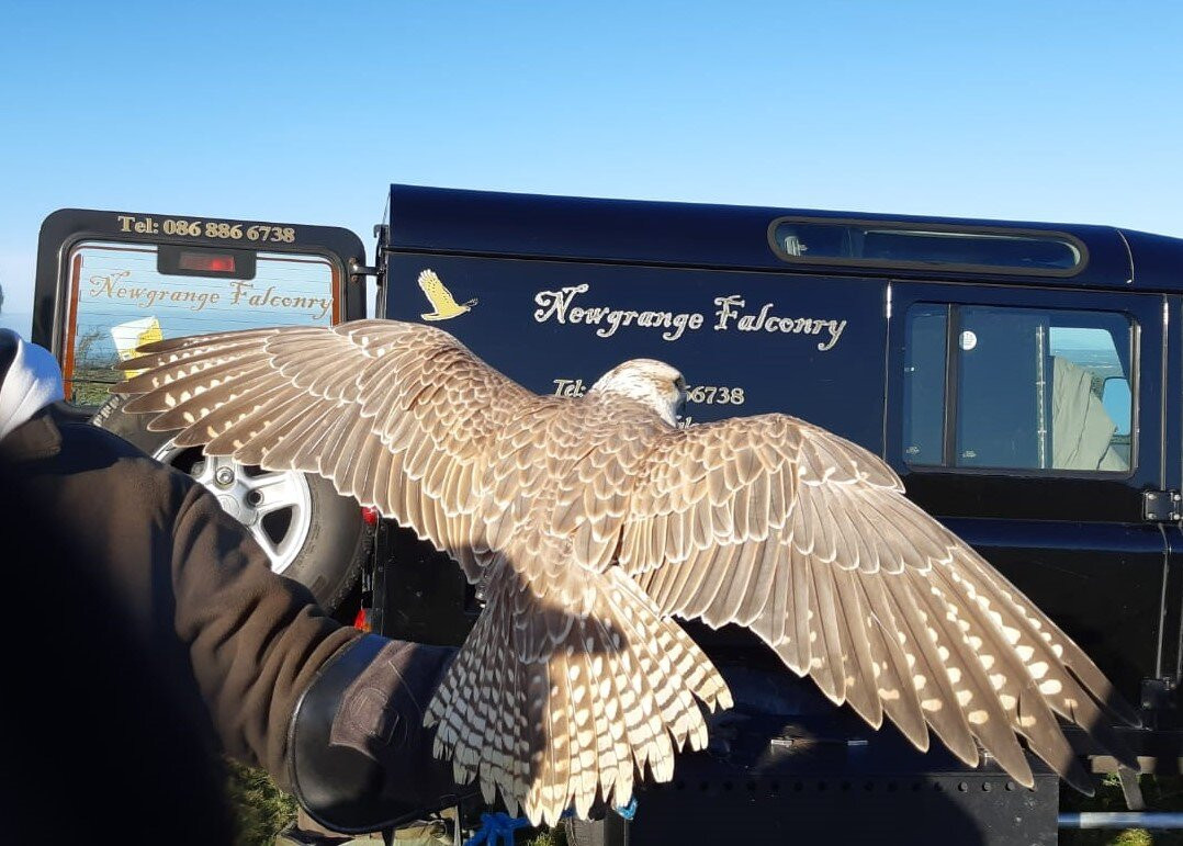 Newgrange Falconry景点图片