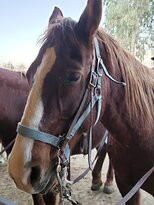 Arizona Horses (Ponderosa Stables and South Mountain Stables)景点图片