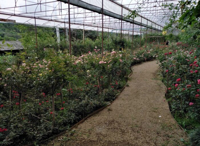 Houy Pak Pai Rose Garden-万磅必去景点