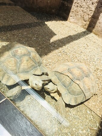 Reptilien Zoo Forchtenstein-Forchtenstein必去景点