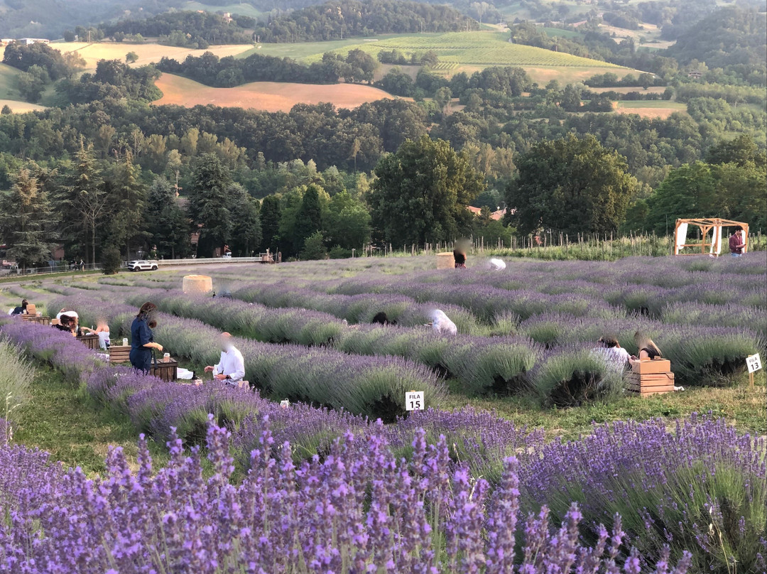 Azienda Agricola Valtresinaro景点图片