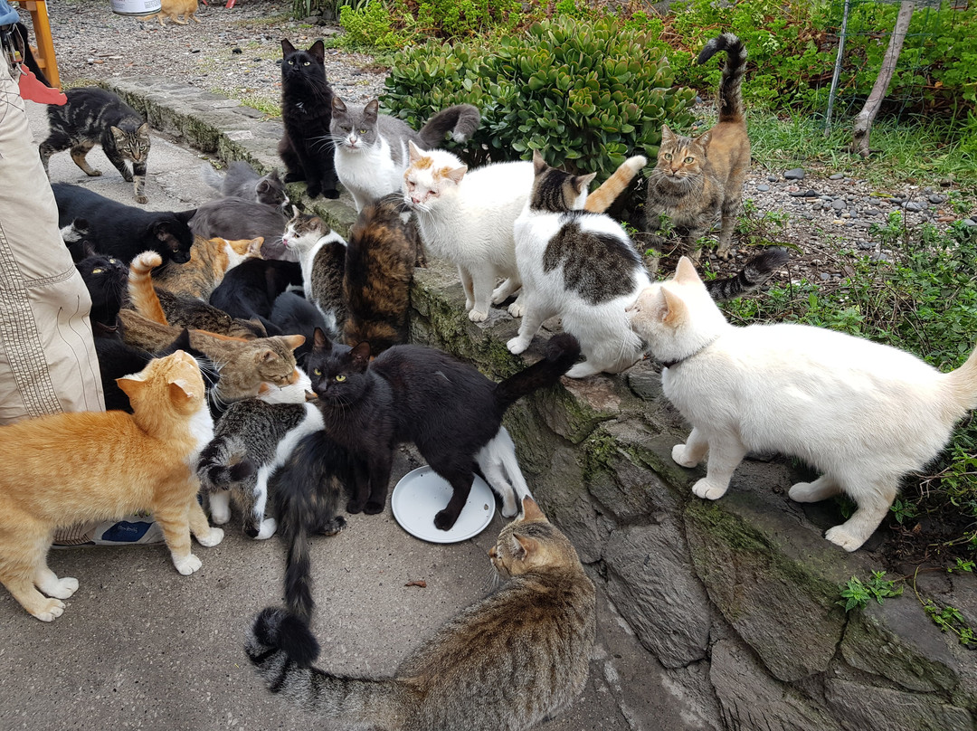 Gatti Felici Di Lipari-利帕里必去景点