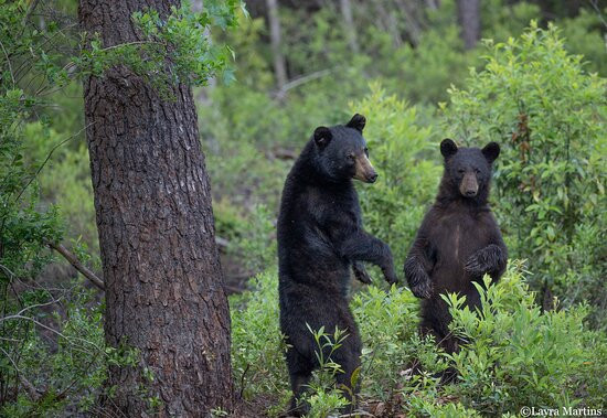 Wildlife Carolina-Swanquarter必去景点