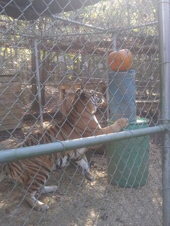 Tigers For Tomorrow景点图片