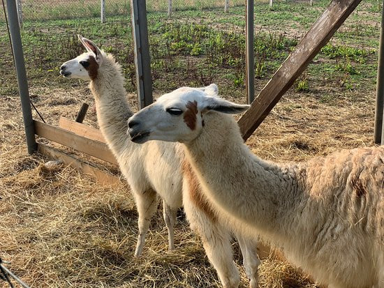 Agriturismo Corte Olfino主图