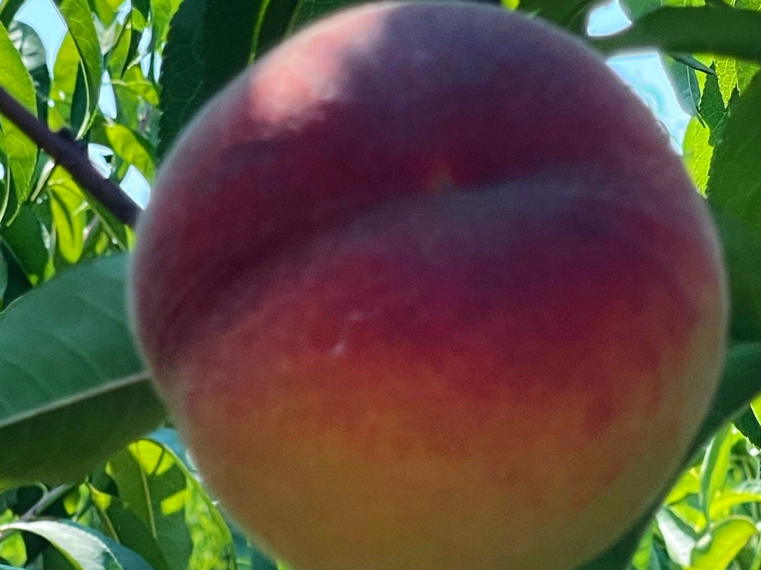 Bush's Fern View Farms