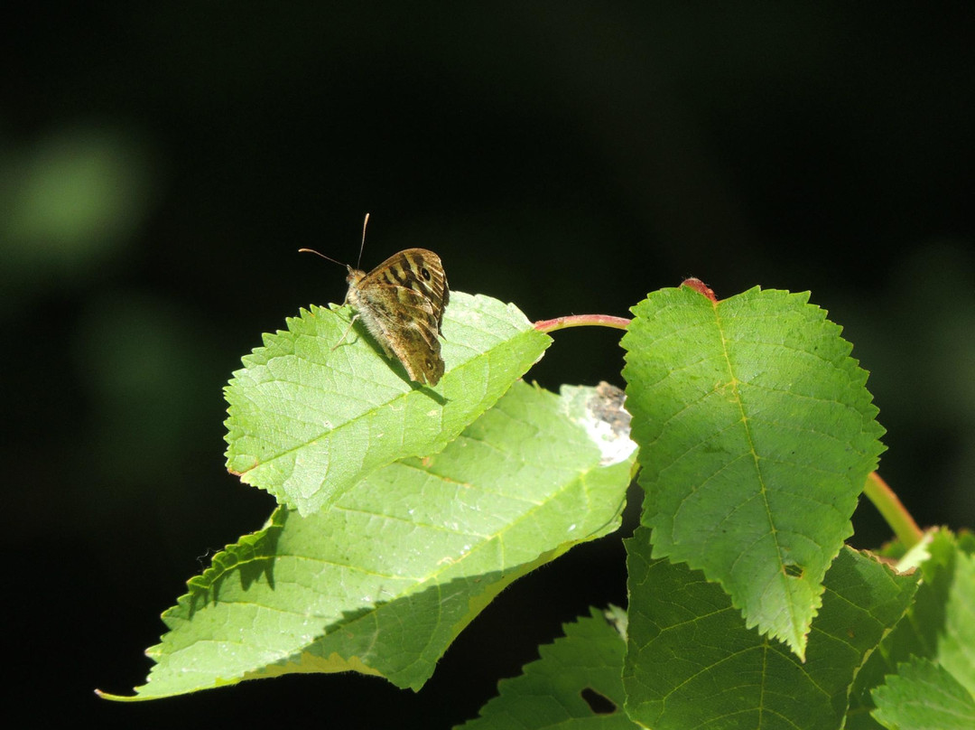 Belfairs Wood, Park and Nature Reserve景点图片