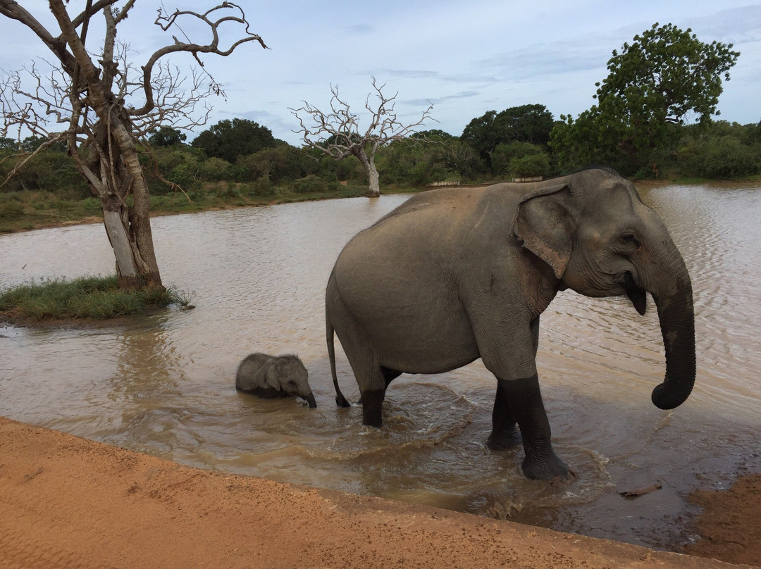 Safari in Sri Lanka景点图片