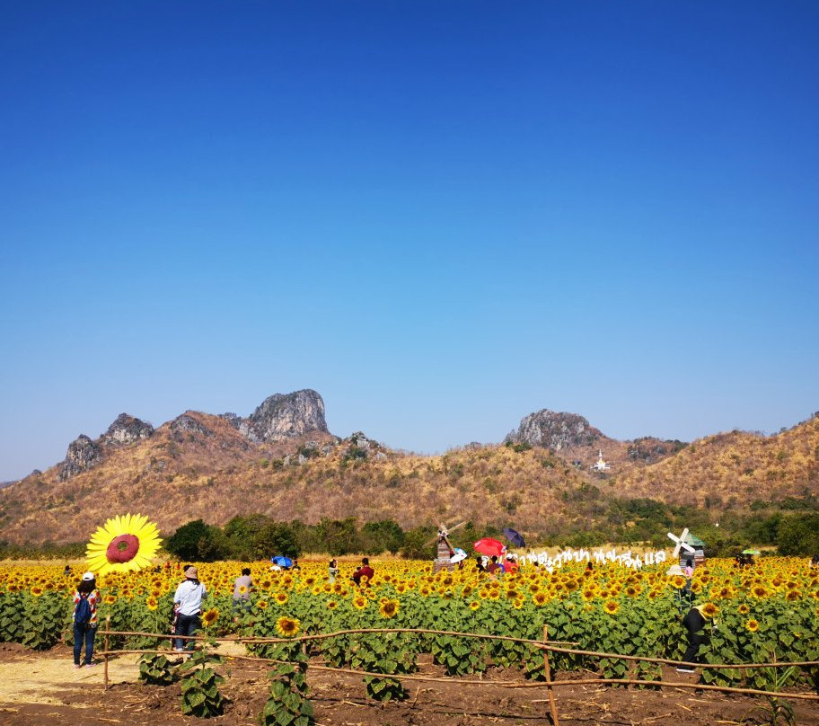 Khao Chin Lae Sunflower Field景点图片