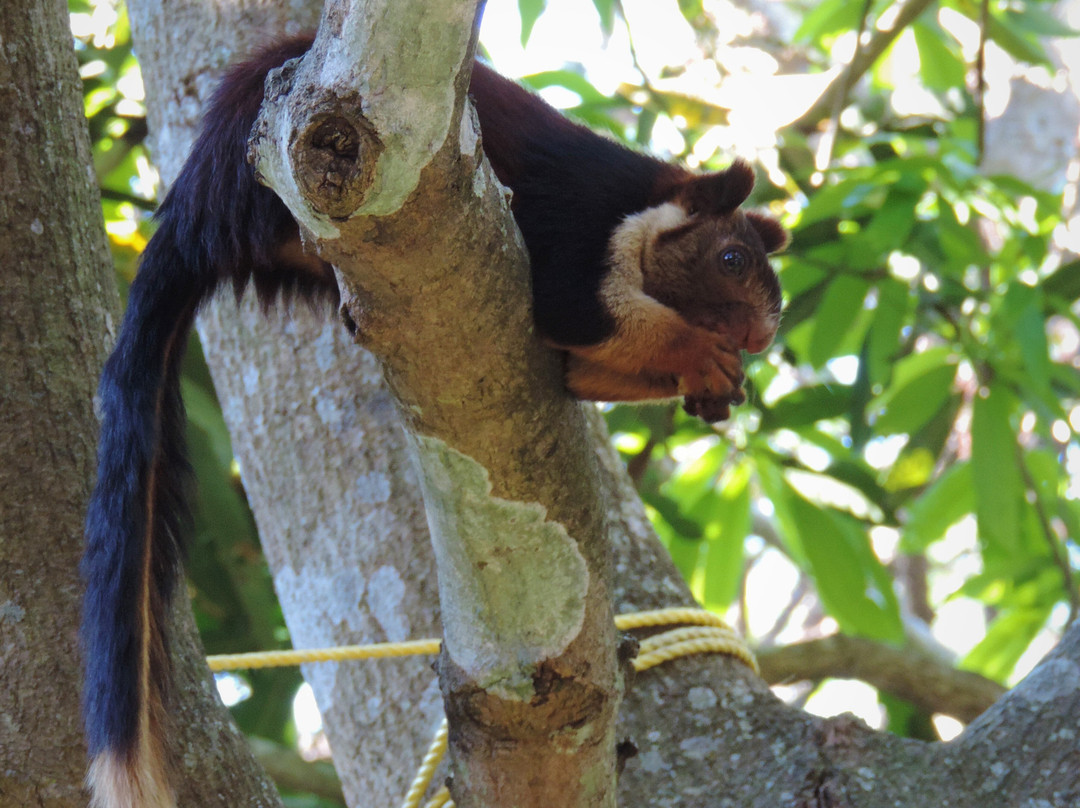 Sri Venkateswara Wildlife Sanctuary景点图片